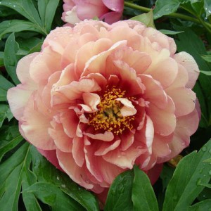 Paeonia Itoh Magical Mystery Tour